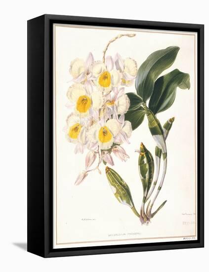 Botanical Watercolour: Orchid, Dendrobium Farmerii-Samuel Holden-Framed Premier Image Canvas