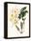 Botanical Watercolour: Orchid, Dendrobium Farmerii-Samuel Holden-Framed Premier Image Canvas