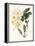 Botanical Watercolour: Orchid, Dendrobium Farmerii-Samuel Holden-Framed Premier Image Canvas