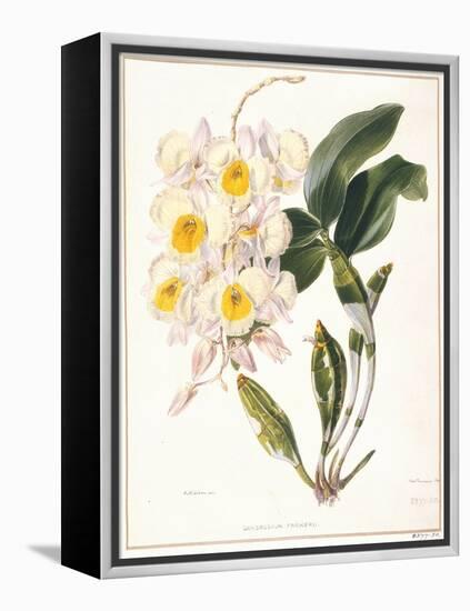 Botanical Watercolour: Orchid, Dendrobium Farmerii-Samuel Holden-Framed Premier Image Canvas