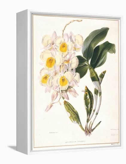 Botanical Watercolour: Orchid, Dendrobium Farmerii-Samuel Holden-Framed Premier Image Canvas