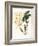 Botanical Watercolour: Orchid, Dendrobium Farmerii-Samuel Holden-Framed Giclee Print