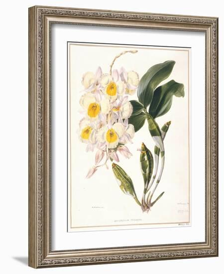 Botanical Watercolour: Orchid, Dendrobium Farmerii-Samuel Holden-Framed Giclee Print