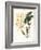 Botanical Watercolour: Orchid, Dendrobium Farmerii-Samuel Holden-Framed Giclee Print