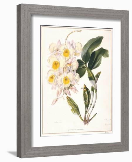 Botanical Watercolour: Orchid, Dendrobium Farmerii-Samuel Holden-Framed Giclee Print