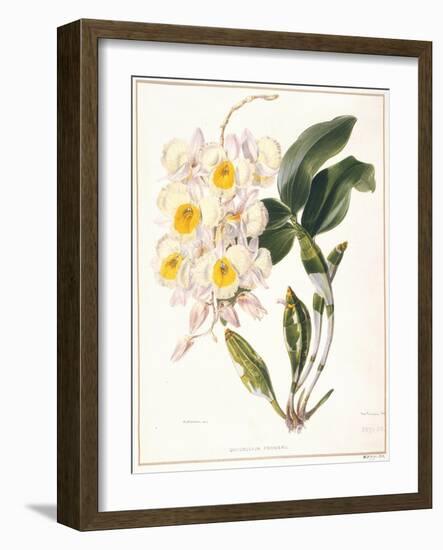 Botanical Watercolour: Orchid, Dendrobium Farmerii-Samuel Holden-Framed Giclee Print