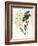 Botanical Watercolour: Orchid, Dendrobium Farmerii-Samuel Holden-Framed Giclee Print