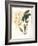 Botanical Watercolour: Orchid, Dendrobium Farmerii-Samuel Holden-Framed Giclee Print