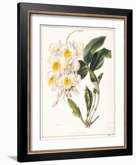 Botanical Watercolour: Orchid, Dendrobium Farmerii-Samuel Holden-Framed Giclee Print