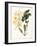 Botanical Watercolour: Orchid, Dendrobium Farmerii-Samuel Holden-Framed Giclee Print