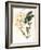 Botanical Watercolour: Orchid, Dendrobium Farmerii-Samuel Holden-Framed Giclee Print