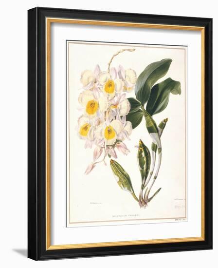 Botanical Watercolour: Orchid, Dendrobium Farmerii-Samuel Holden-Framed Giclee Print