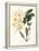 Botanical Watercolour: Orchid, Dendrobium Farmerii-Samuel Holden-Framed Premier Image Canvas