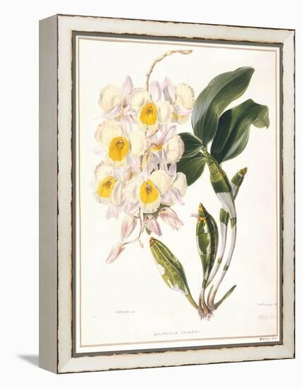 Botanical Watercolour: Orchid, Dendrobium Farmerii-Samuel Holden-Framed Premier Image Canvas