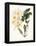 Botanical Watercolour: Orchid, Dendrobium Farmerii-Samuel Holden-Framed Premier Image Canvas