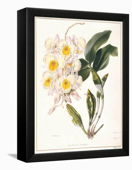 Botanical Watercolour: Orchid, Dendrobium Farmerii-Samuel Holden-Framed Premier Image Canvas