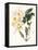 Botanical Watercolour: Orchid, Dendrobium Farmerii-Samuel Holden-Framed Premier Image Canvas