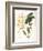 Botanical Watercolour: Orchid, Dendrobium Farmerii-Samuel Holden-Framed Giclee Print