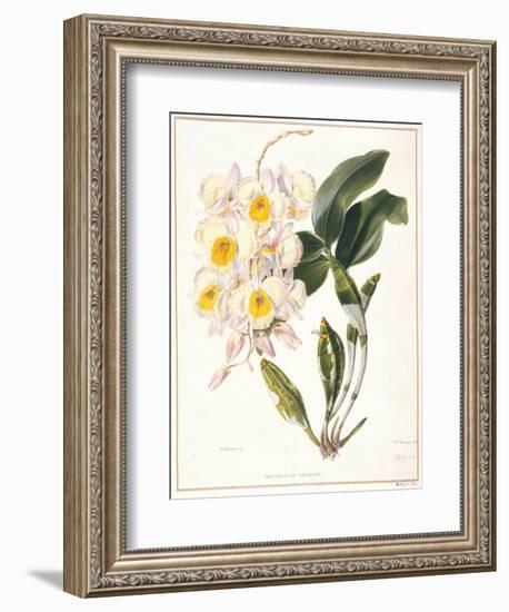 Botanical Watercolour: Orchid, Dendrobium Farmerii-Samuel Holden-Framed Giclee Print