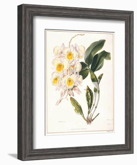 Botanical Watercolour: Orchid, Dendrobium Farmerii-Samuel Holden-Framed Giclee Print