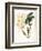 Botanical Watercolour: Orchid, Dendrobium Farmerii-Samuel Holden-Framed Giclee Print