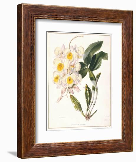 Botanical Watercolour: Orchid, Dendrobium Farmerii-Samuel Holden-Framed Giclee Print