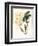 Botanical Watercolour: Orchid, Dendrobium Farmerii-Samuel Holden-Framed Giclee Print