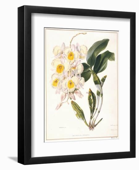 Botanical Watercolour: Orchid, Dendrobium Farmerii-Samuel Holden-Framed Giclee Print