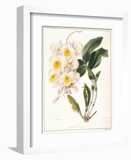 Botanical Watercolour: Orchid, Dendrobium Farmerii-Samuel Holden-Framed Giclee Print