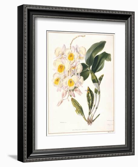 Botanical Watercolour: Orchid, Dendrobium Farmerii-Samuel Holden-Framed Giclee Print