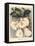 Botanical Watercolour: Orchid, Dendrobium Formosum-Samuel Holden-Framed Premier Image Canvas