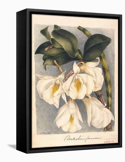 Botanical Watercolour: Orchid, Dendrobium Formosum-Samuel Holden-Framed Premier Image Canvas