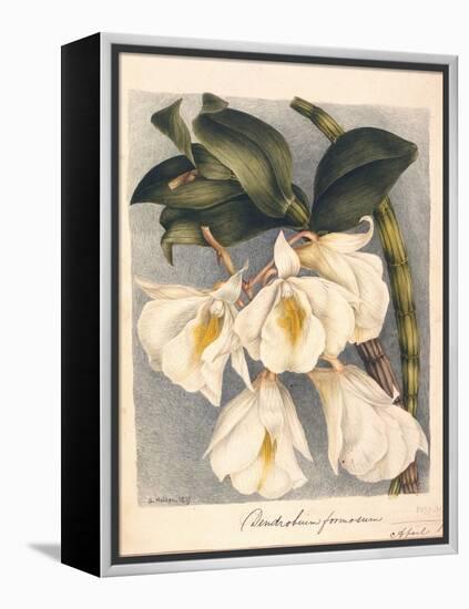 Botanical Watercolour: Orchid, Dendrobium Formosum-Samuel Holden-Framed Premier Image Canvas