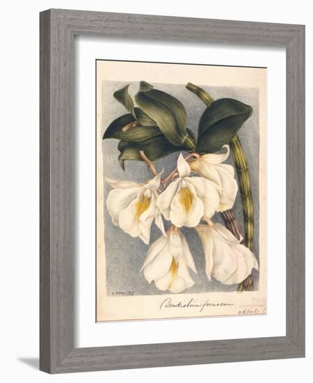 Botanical Watercolour: Orchid, Dendrobium Formosum-Samuel Holden-Framed Giclee Print