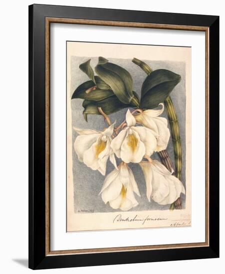 Botanical Watercolour: Orchid, Dendrobium Formosum-Samuel Holden-Framed Giclee Print