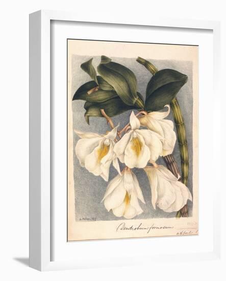 Botanical Watercolour: Orchid, Dendrobium Formosum-Samuel Holden-Framed Giclee Print