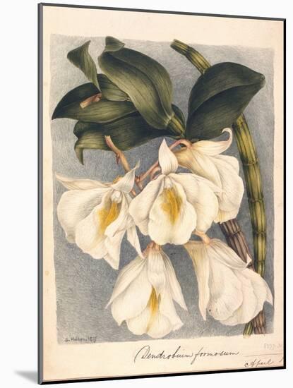 Botanical Watercolour: Orchid, Dendrobium Formosum-Samuel Holden-Mounted Giclee Print