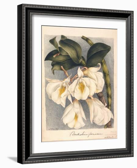 Botanical Watercolour: Orchid, Dendrobium Formosum-Samuel Holden-Framed Giclee Print