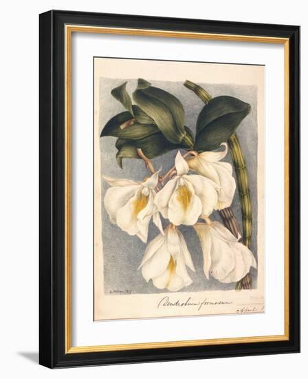 Botanical Watercolour: Orchid, Dendrobium Formosum-Samuel Holden-Framed Giclee Print