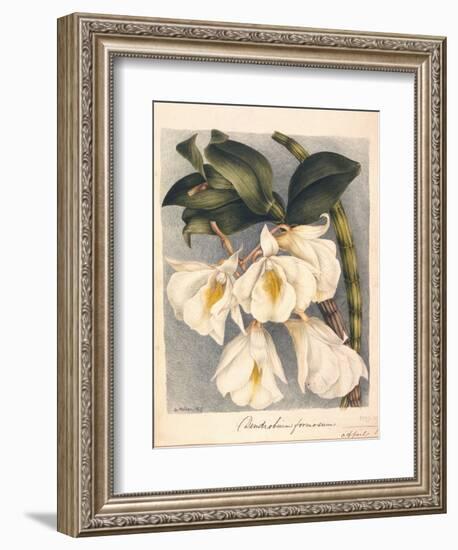 Botanical Watercolour: Orchid, Dendrobium Formosum-Samuel Holden-Framed Giclee Print