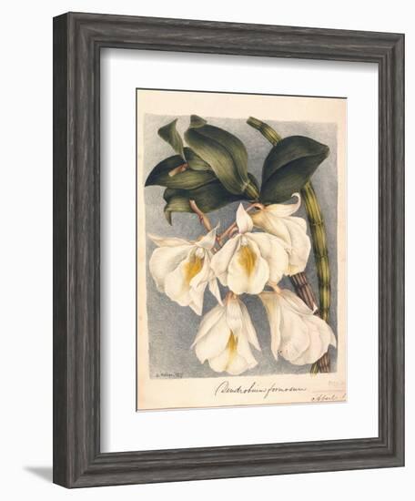 Botanical Watercolour: Orchid, Dendrobium Formosum-Samuel Holden-Framed Giclee Print