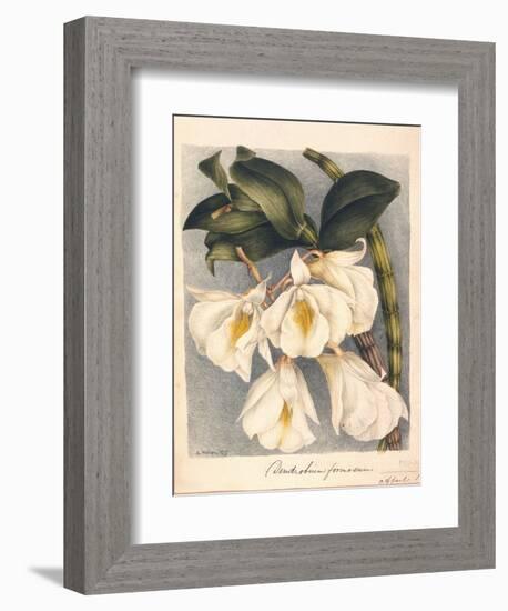 Botanical Watercolour: Orchid, Dendrobium Formosum-Samuel Holden-Framed Giclee Print