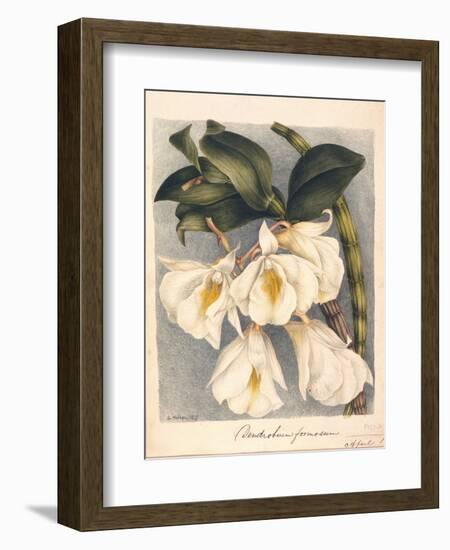 Botanical Watercolour: Orchid, Dendrobium Formosum-Samuel Holden-Framed Giclee Print