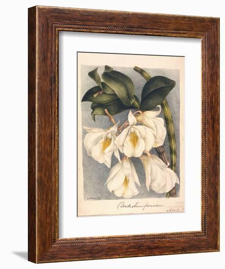 Botanical Watercolour: Orchid, Dendrobium Formosum-Samuel Holden-Framed Giclee Print