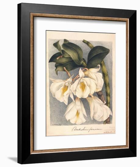 Botanical Watercolour: Orchid, Dendrobium Formosum-Samuel Holden-Framed Giclee Print