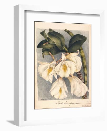 Botanical Watercolour: Orchid, Dendrobium Formosum-Samuel Holden-Framed Giclee Print