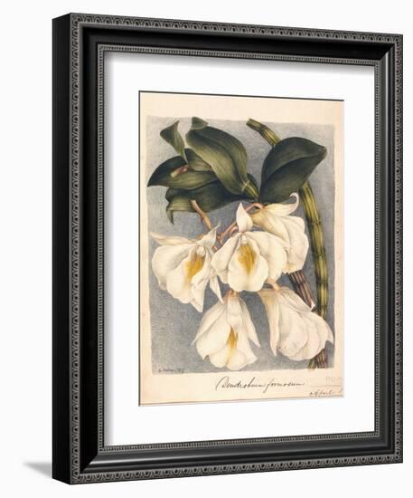 Botanical Watercolour: Orchid, Dendrobium Formosum-Samuel Holden-Framed Giclee Print