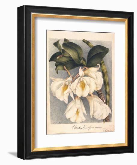 Botanical Watercolour: Orchid, Dendrobium Formosum-Samuel Holden-Framed Giclee Print