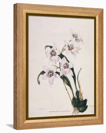 Botanical Watercolour: Orchid, Odontoglossum Cervantesii-Samuel Holden-Framed Premier Image Canvas