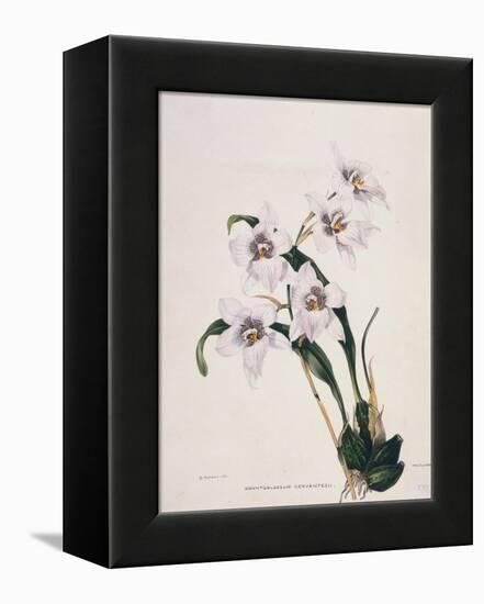 Botanical Watercolour: Orchid, Odontoglossum Cervantesii-Samuel Holden-Framed Premier Image Canvas